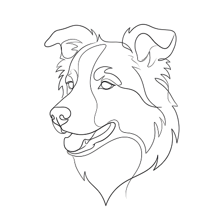 The Collie